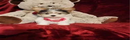 Yorkshire Terrier dogs for sale: CHANEL - Ad 7