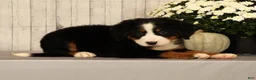 Bernese Mountain Dog dogs for sale: Heidi - Ad 5