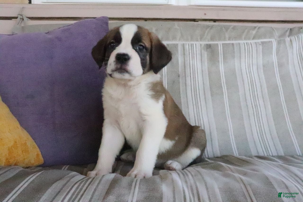 Saint Bernard dogs Mallory - Ad 2