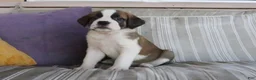 Saint Bernard dogs for sale: Mallory - Ad 2