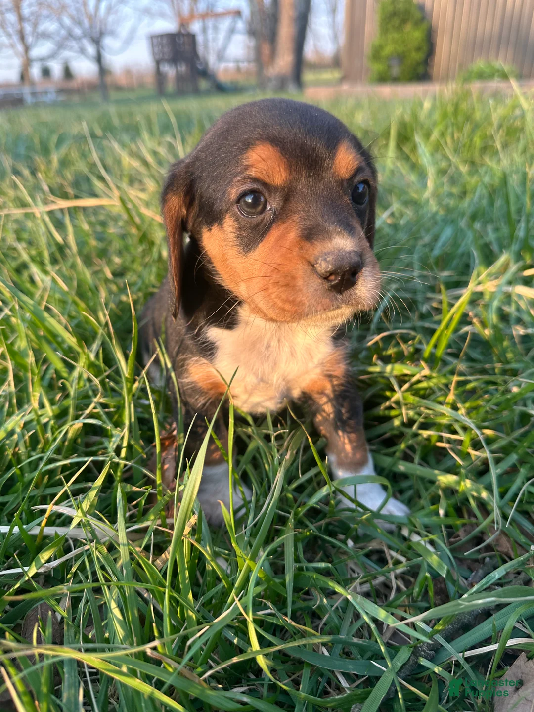 Beagle dogs for sale: Rosebud - Ad 2
