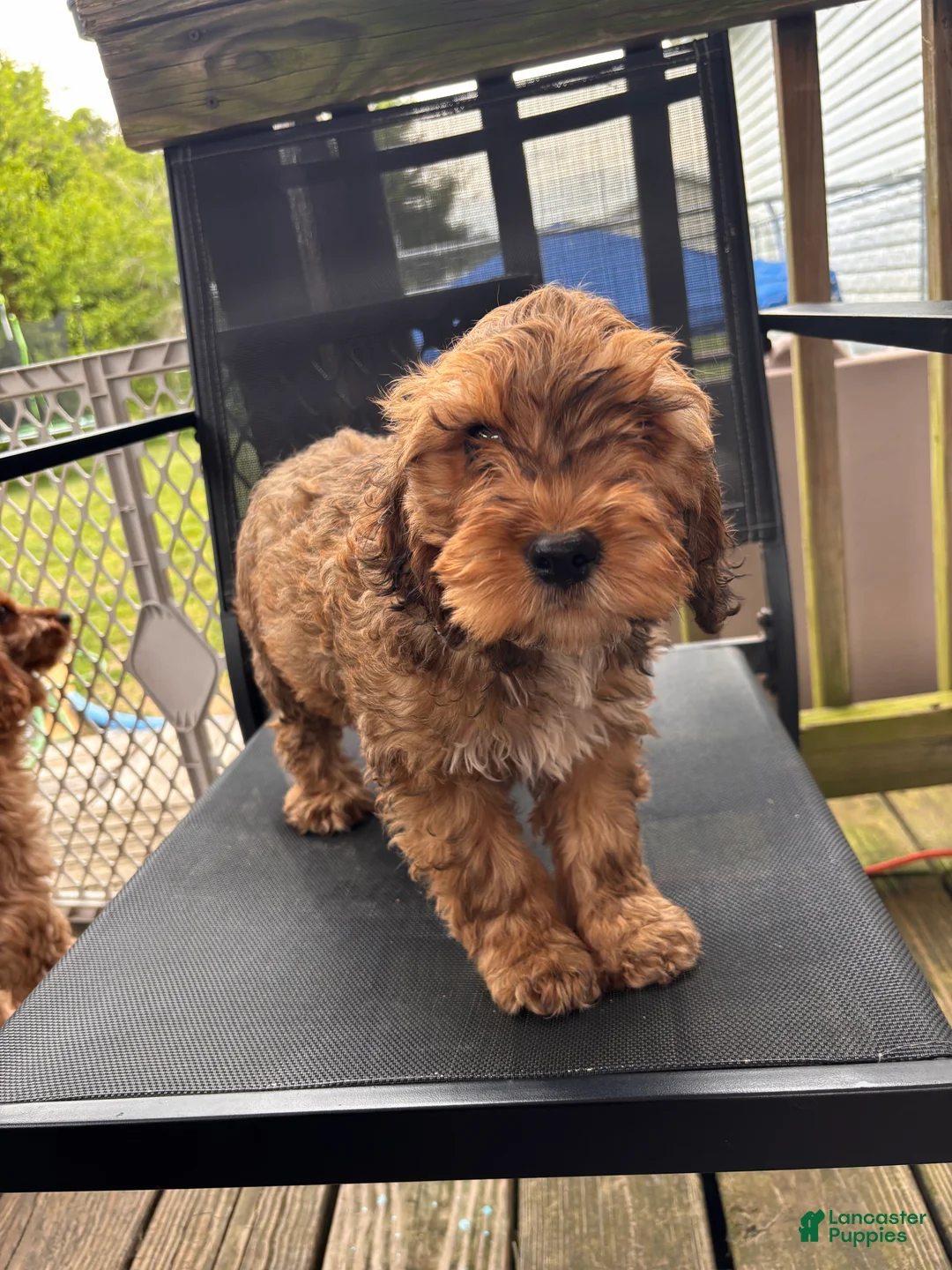 Cockapoo dogs for sale: Cockapoo Puppy 1 - Ad 2