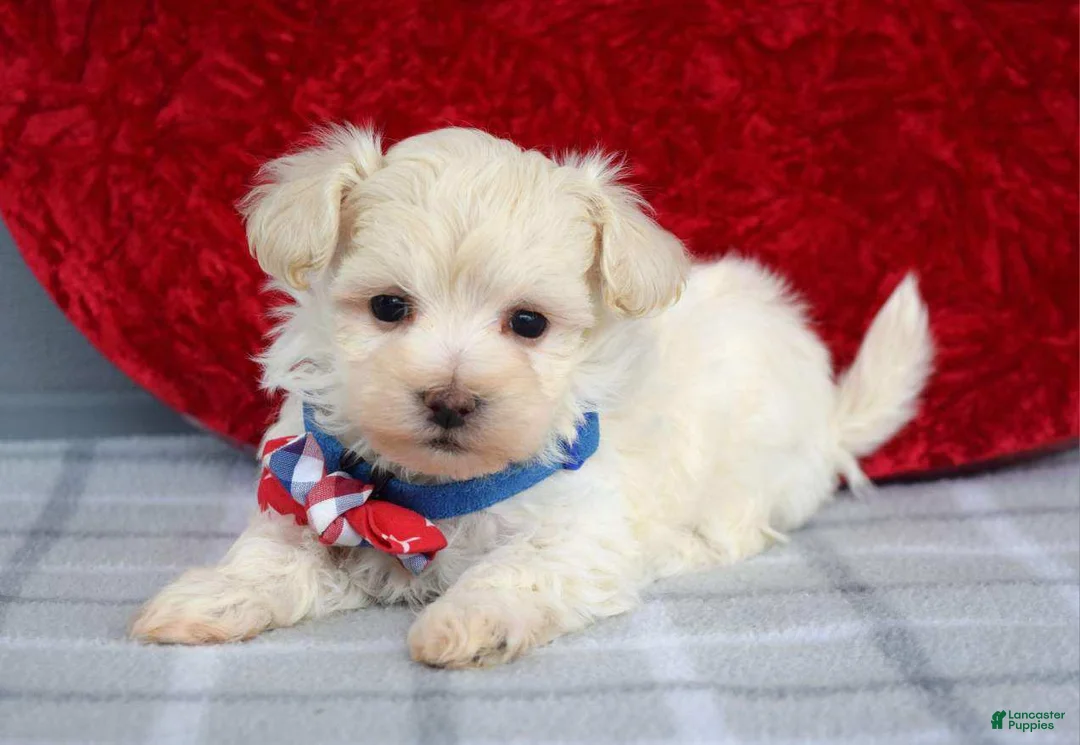 Maltipoo dogs for sale: Charlie  - Ad 2