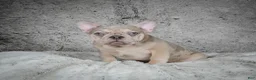 French Bulldog dogs for sale: Axel - Ad 6
