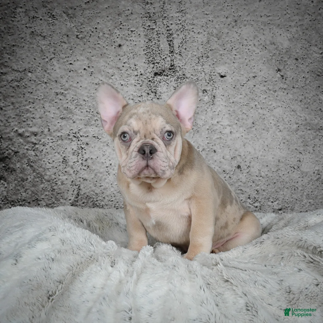 French Bulldog dogs for sale: Axel - Ad 6