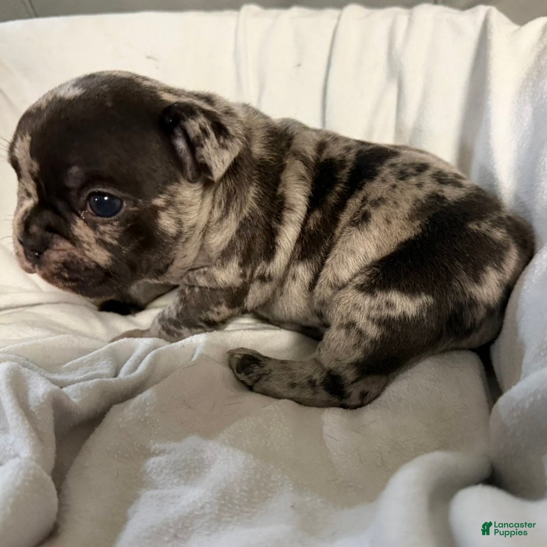 French Bulldog dogs for sale: Prince - Ad 15