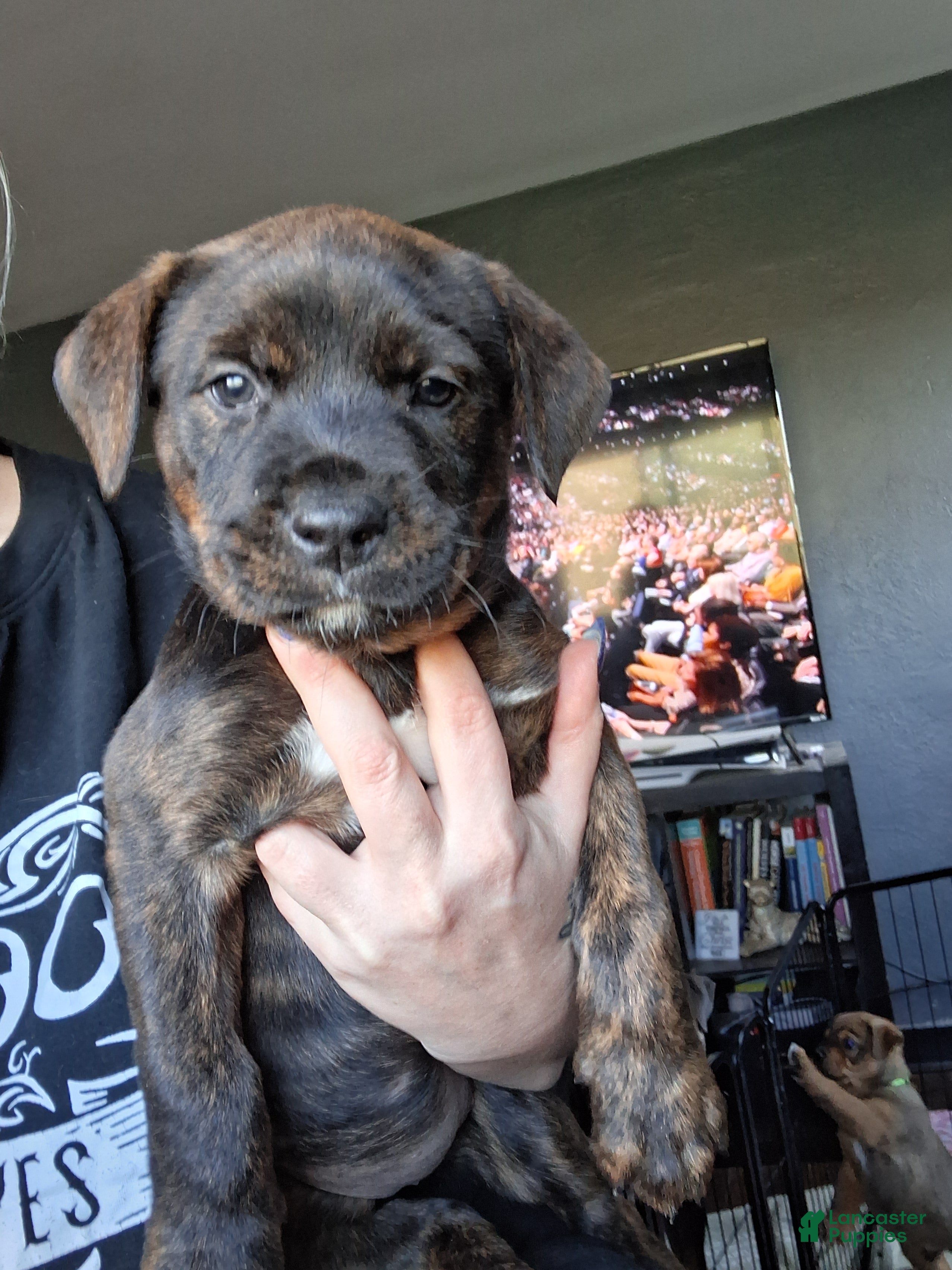 Mixed Breed dogs Rebel - Ad 2