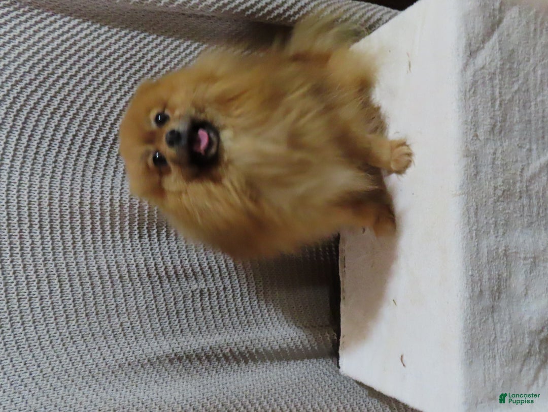 Pomeranian dogs for sale: DASSY - Ad 9