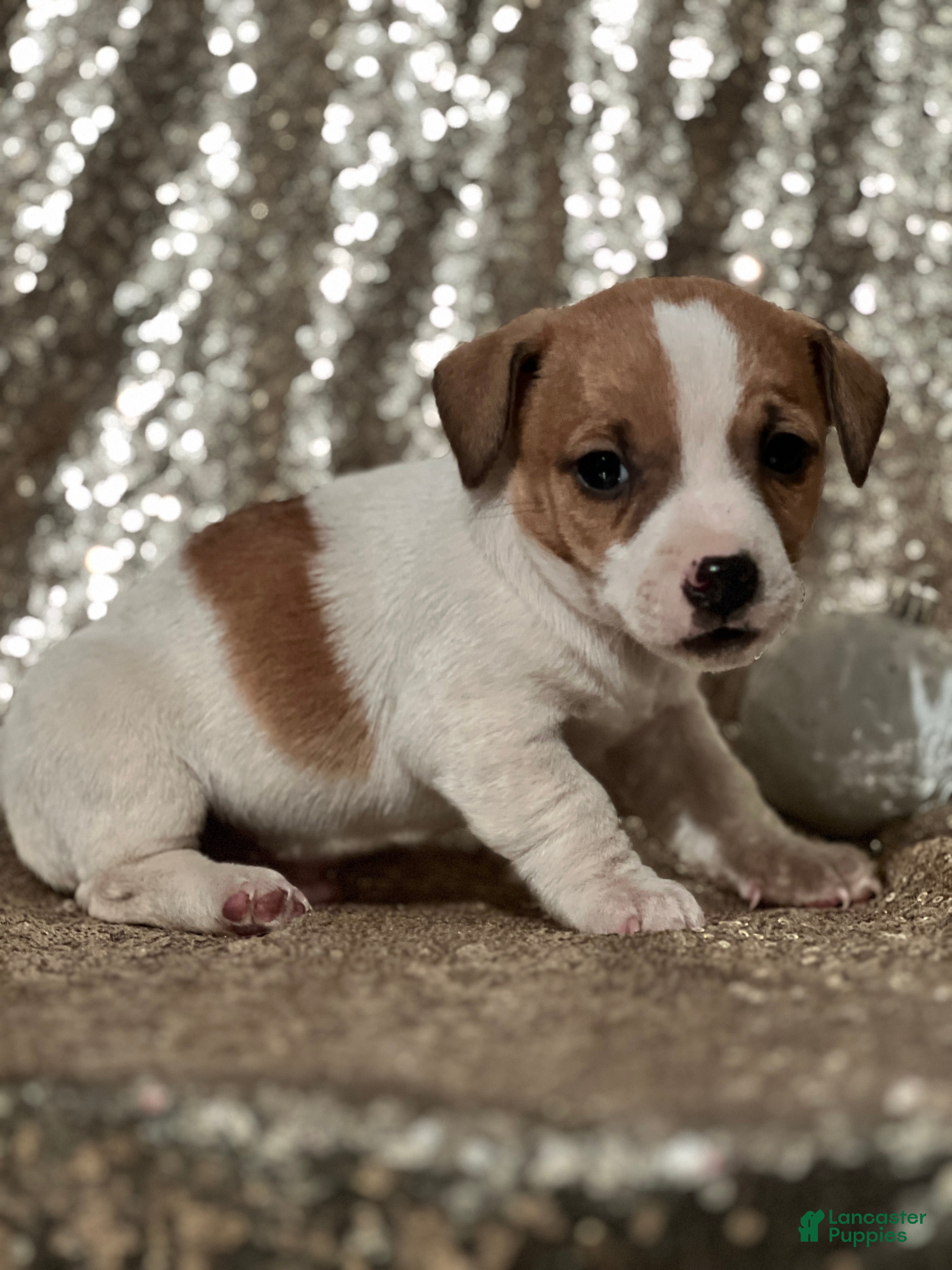 Jack Russell Terrier dogs Asher - Ad 24