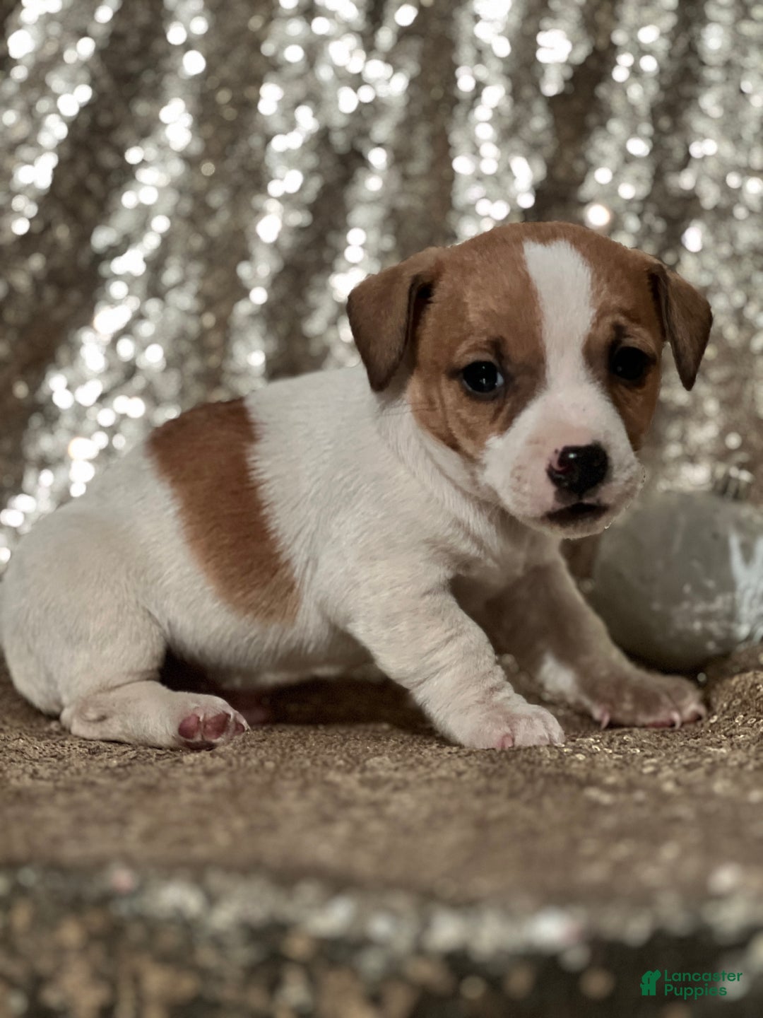 Jack Russell Terrier dogs for sale: Asher - Ad 1