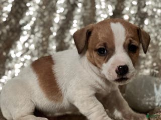 Jack Russell Terrier dogs Asher - Ad 15