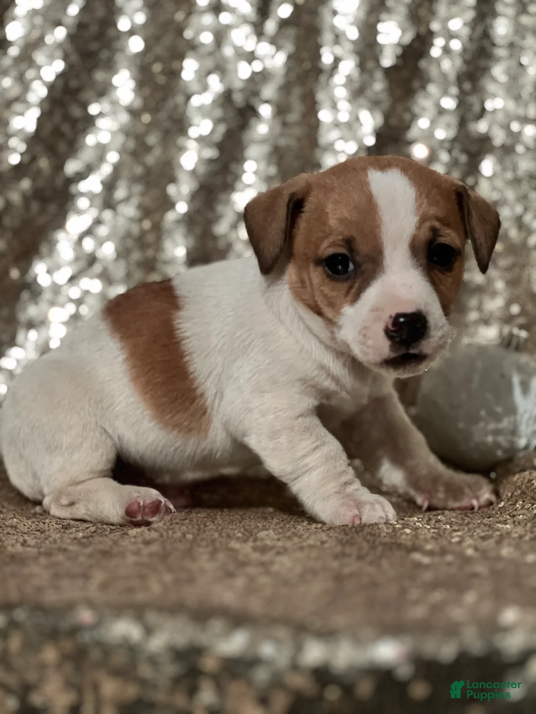 Jack Russell Terrier dogs for sale: Asher - Ad 1