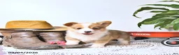 Welsh Corgi Pembroke dogs for sale: Buddy - Ad 2