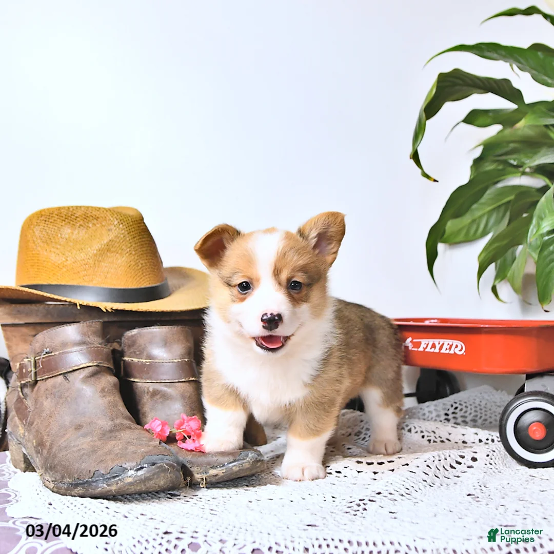 Welsh Corgi Pembroke dogs for sale: Buddy - Ad 2