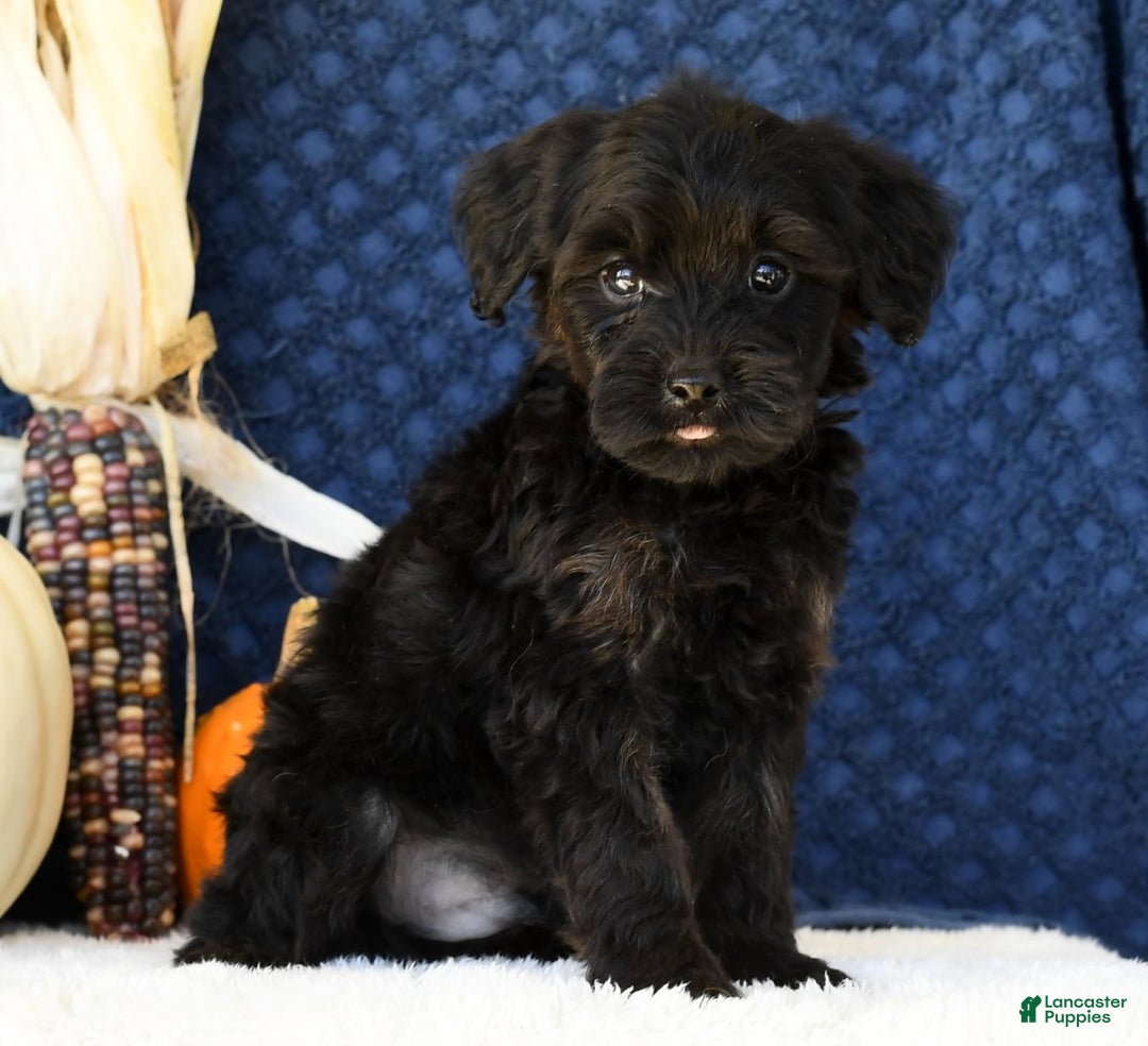 Yorkiepoo dogs for sale: Randy - Ad 5