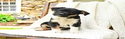 Mixed Breed dogs for sale: Jackson - Ad 1