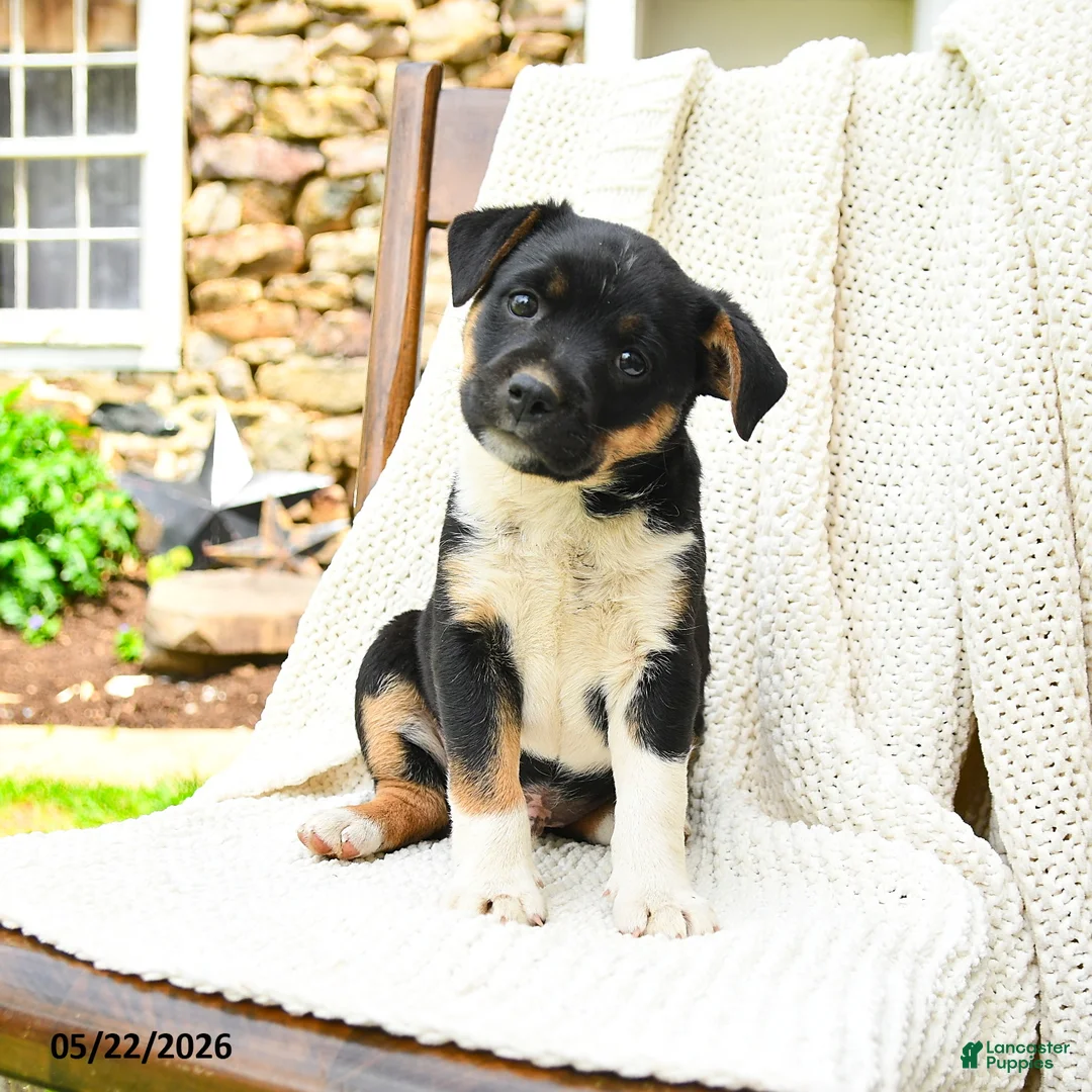 Mixed Breed dogs for sale: Jackson - Ad 1