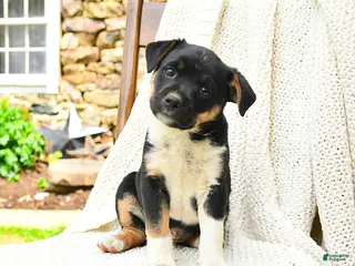 Mixed Breed dogs for sale: Jackson - Ad 2