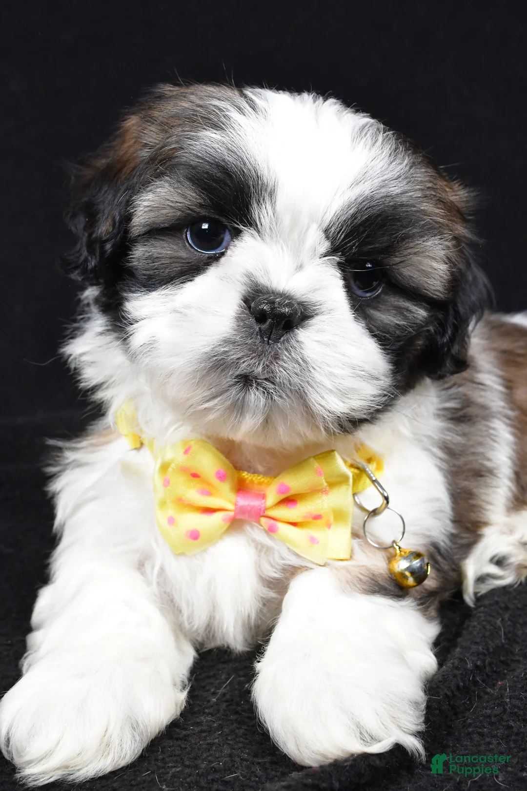 Shih Tzu dogs for sale: Harlan - Ad 5