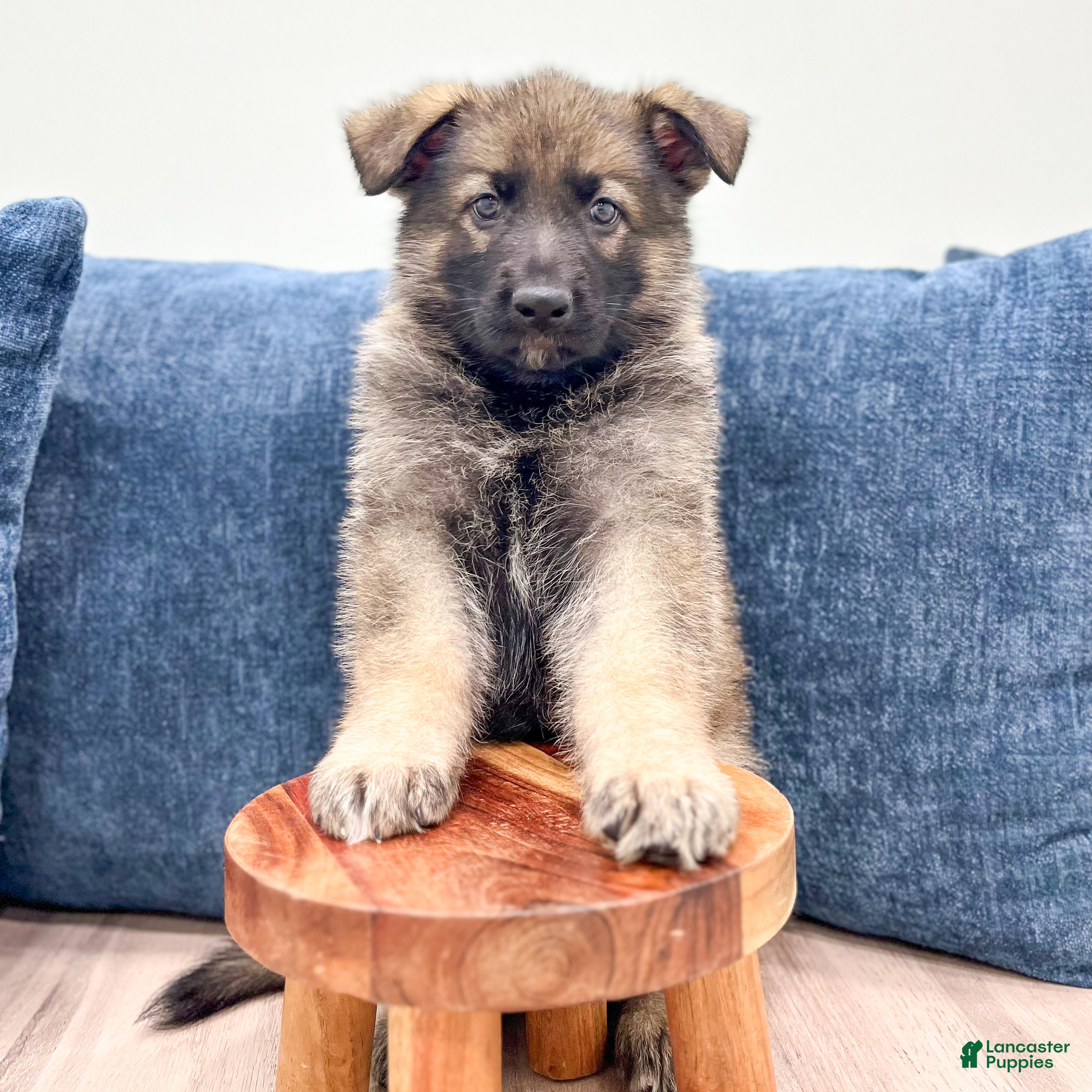German Shepherd dogs Drew - Ad 2
