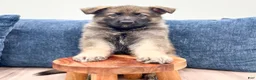 German Shepherd dogs for sale: Drew - Ad 2