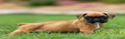 Boxer dogs for sale: Ninja Boxer  - Ad 2