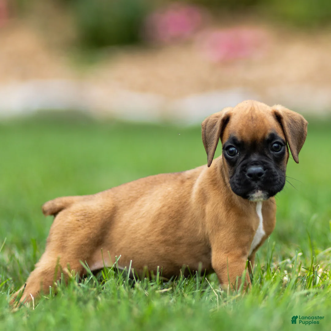 Boxer dogs for sale: Ninja Boxer  - Ad 2