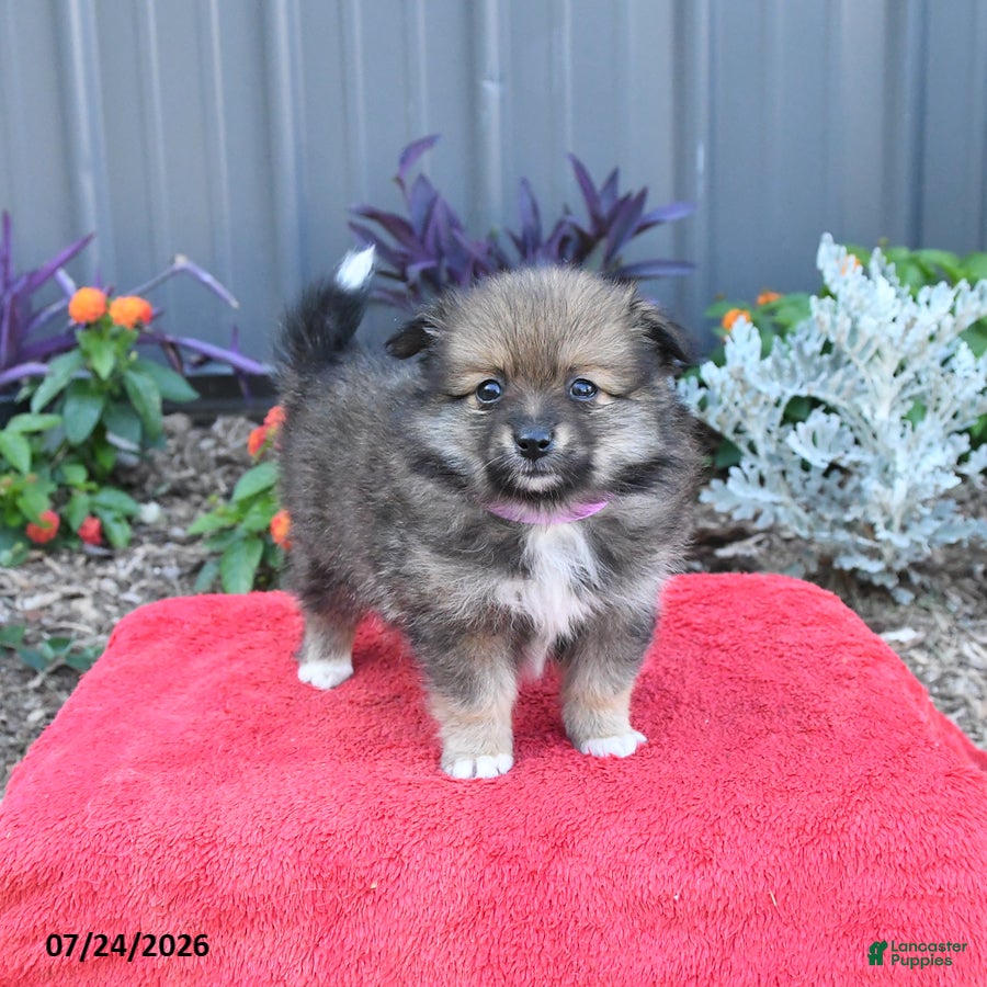 Pomeranian dogs Holly - Ad 2