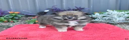 Pomeranian dogs for sale: Holly - Ad 2