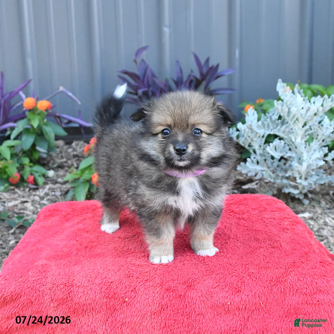 Pomeranian dogs for sale: Holly - Ad 2