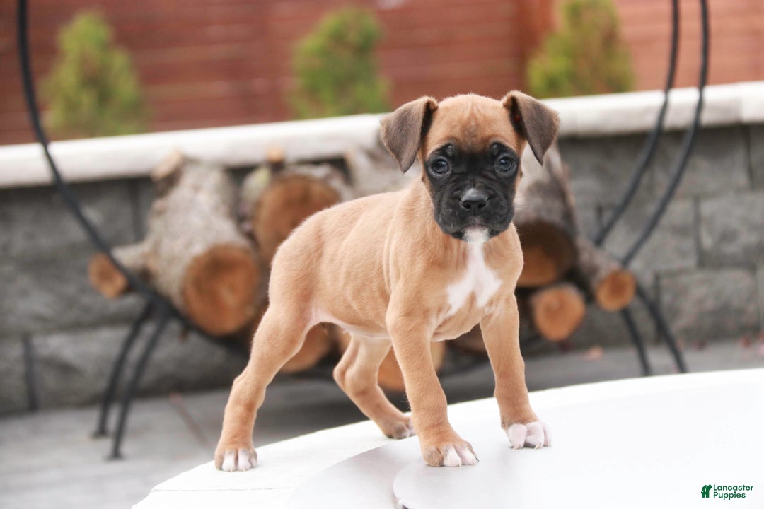 Boxer dogs for sale: Ruby - Ad 2