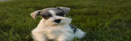 Miniature Schnauzer dogs for sale: Beauregard Miniature Schnauzer - Ad 4