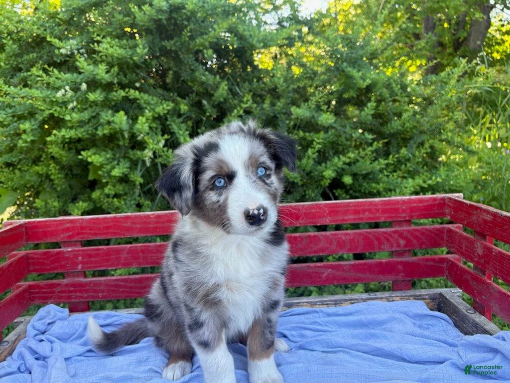 Australian Shepherd dogs Emerson - Ad 2