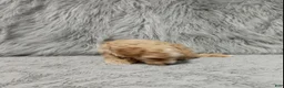 Havapoo dogs for sale: Zoey 🌷 Toy/Minature - Ad 47
