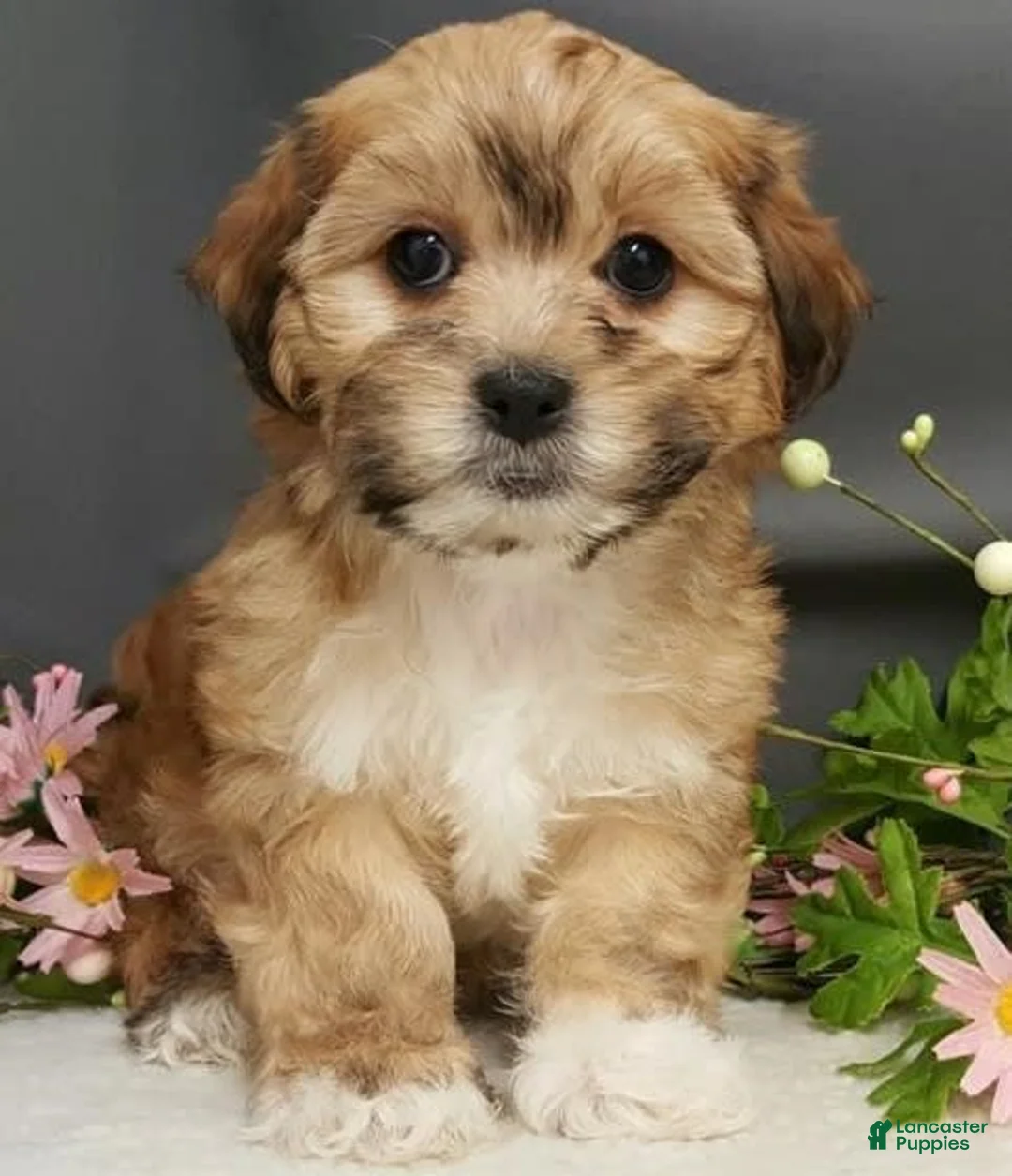 Gallery Image {{count}}