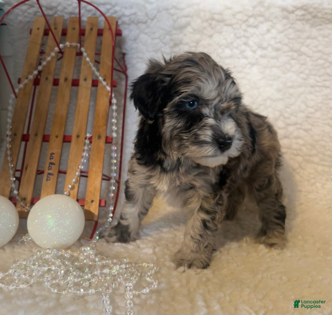 Whoodle dogs for sale: Patch - Ad 5