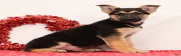 German Shepherd dogs for sale: Milo - Ad 2