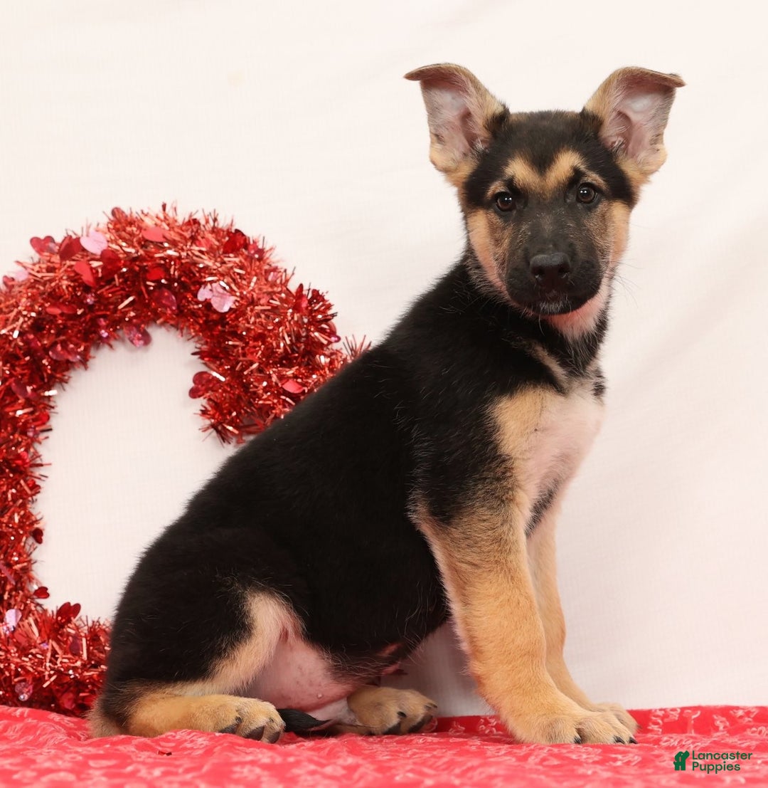 German Shepherd dogs for sale: Milo - Ad 2