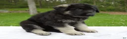 German Shepherd dogs for sale: Frisky - Ad 2