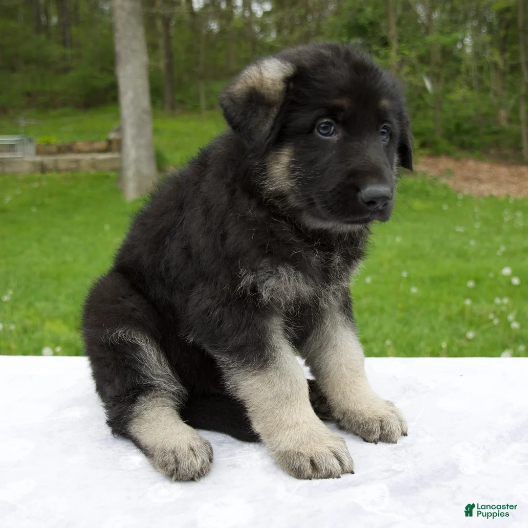 German Shepherd dogs for sale: Frisky - Ad 2