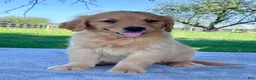 Golden Retriever dogs for sale: Izzy - Ad 3