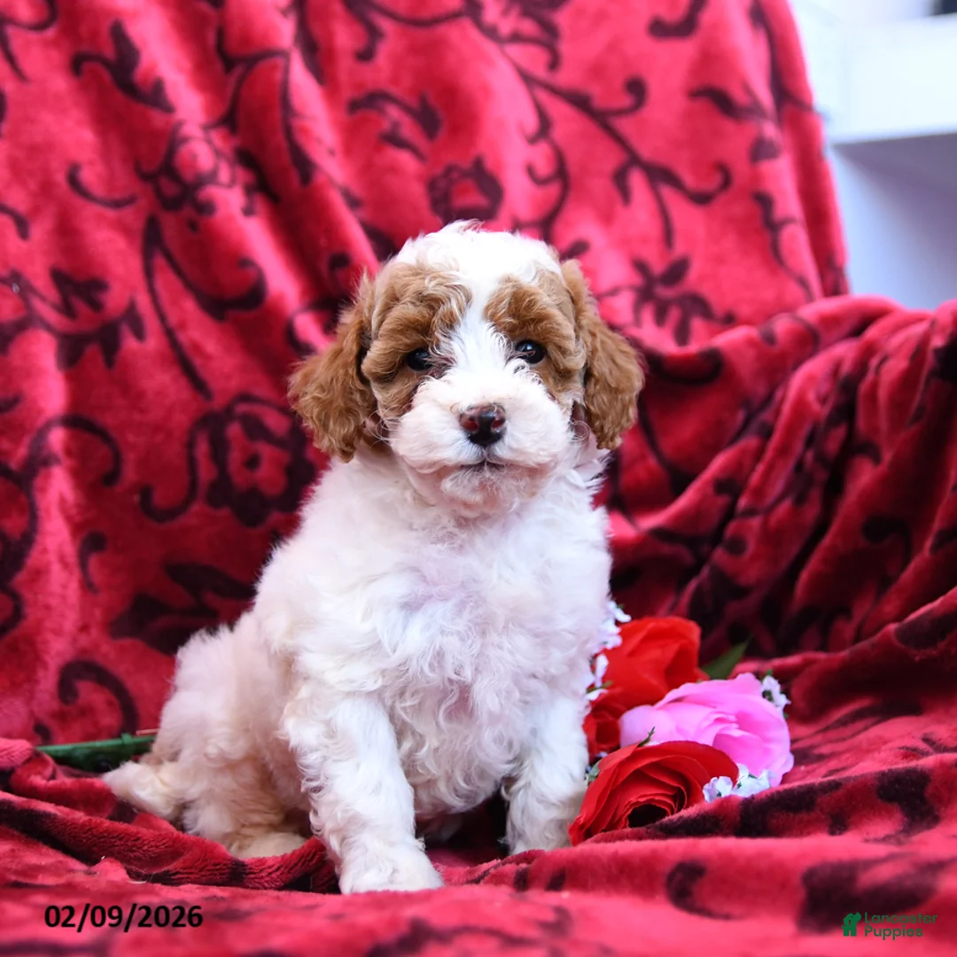Toy Poodle dogs for sale: Hearts - Ad 3