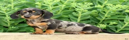 Miniature Dachshund dogs for sale: Jewel - Ad 7