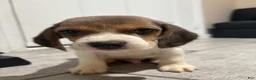 Beagle dogs for sale: Snoopy - Ad 5