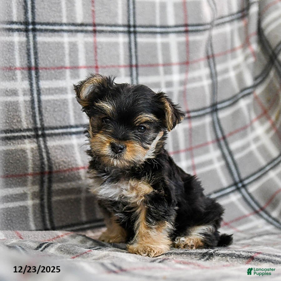Morkie dogs Ziggy - Ad 25