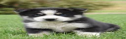 Siberian Husky dogs for sale: Snickers - Ad 2