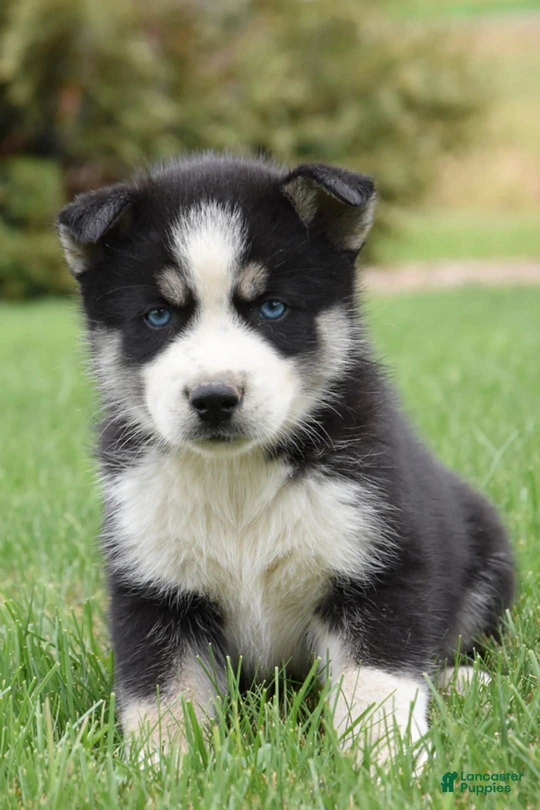 Siberian Husky dogs for sale: Snickers - Ad 2