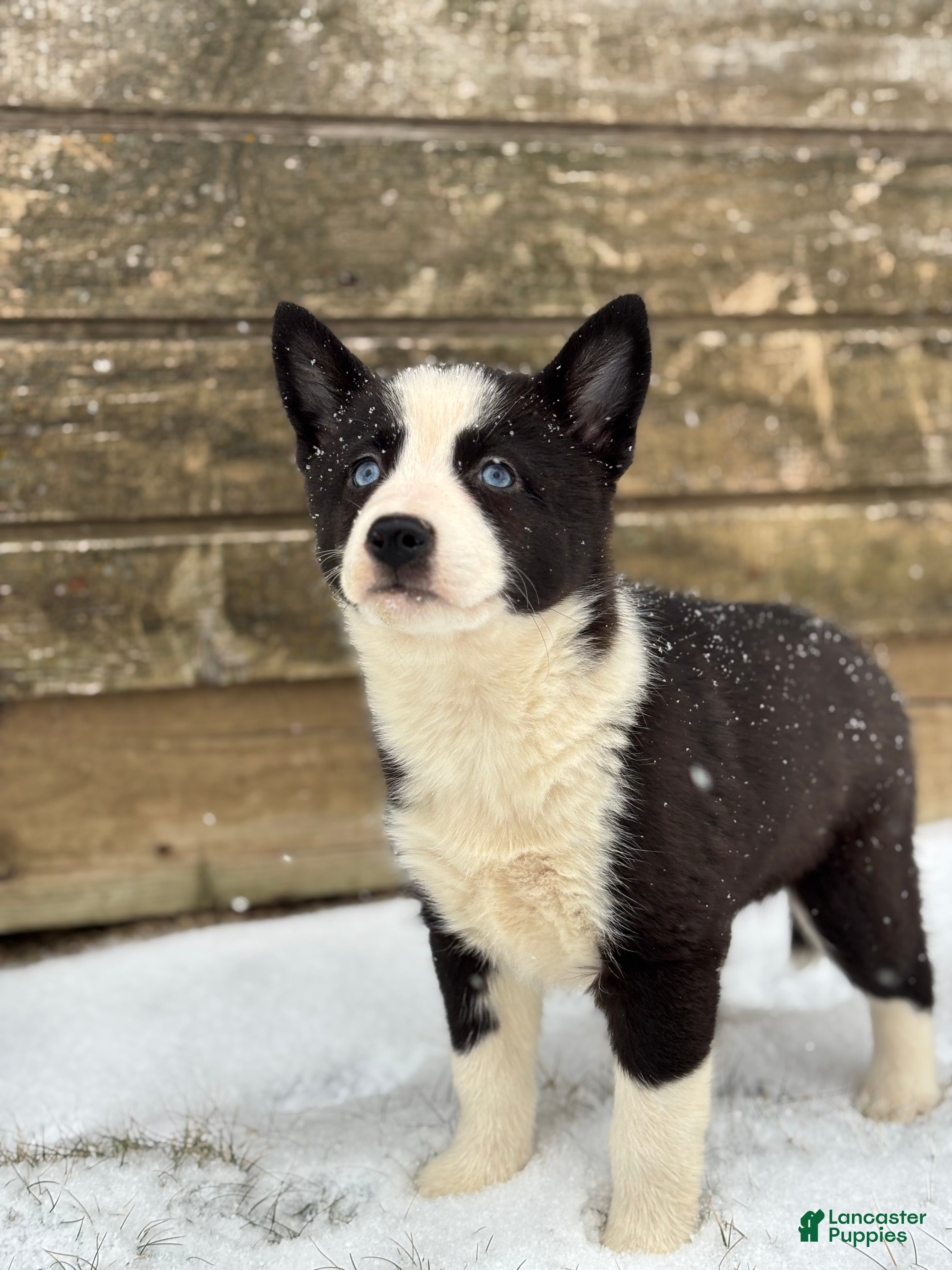 Pomsky dogs Gwen - Ad 4