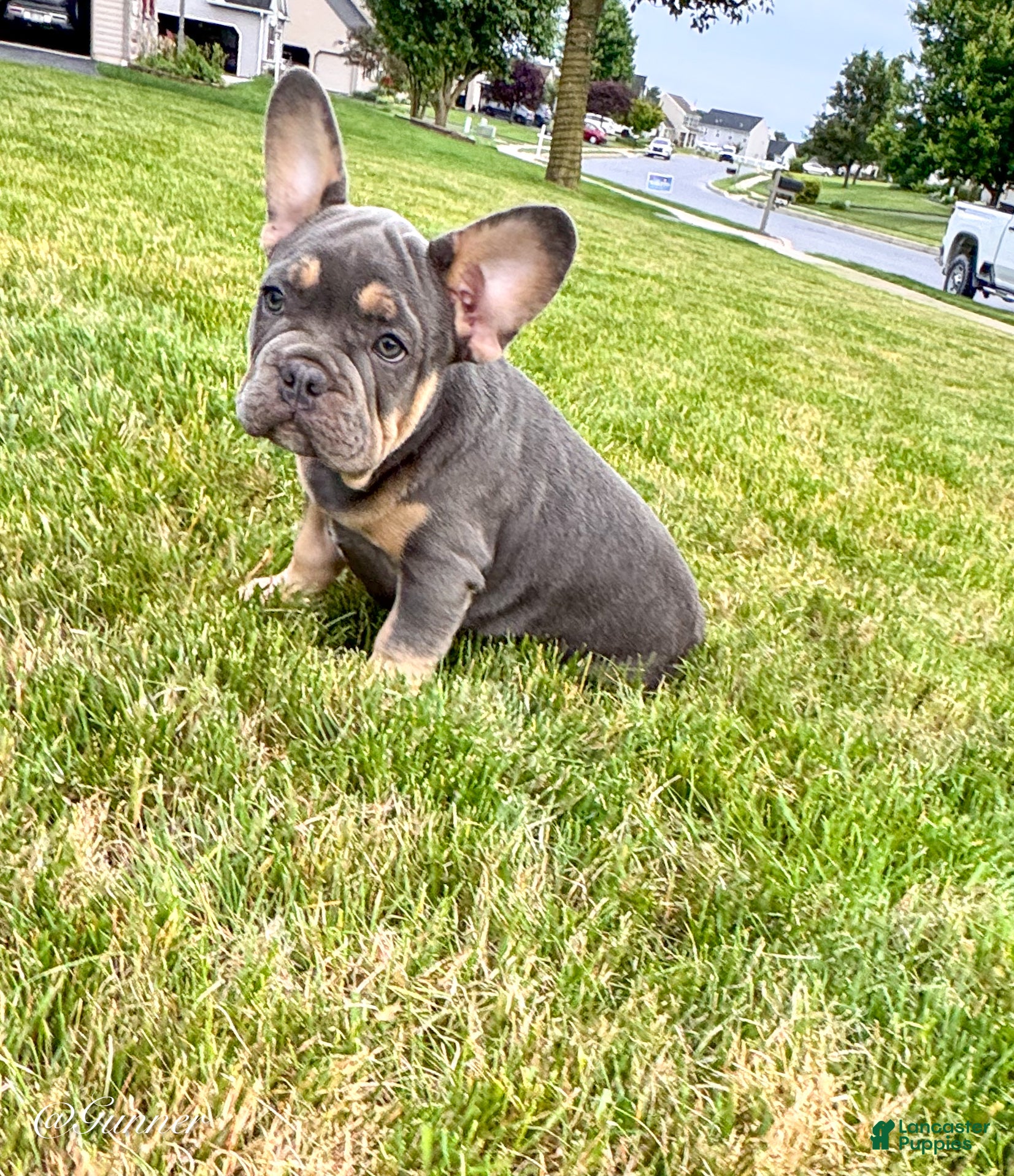 French Bulldog dogs Gunner  - Ad 2