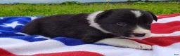 Border Collie dogs for sale: Giligan  - Ad 13